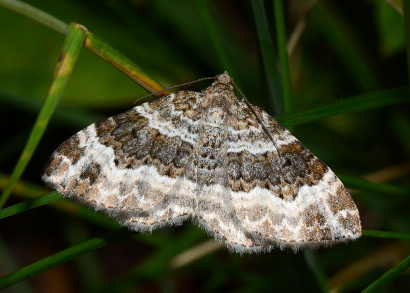 Geometridae Epirrhoe alternata ?